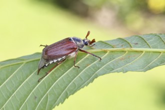 May beetle, wood cockchafer (Melolontha hippocastani), male, on leaf of a horse chestnut (Aesculus