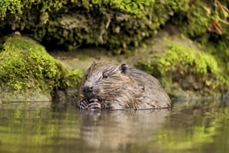 Eurasian beaver, European beaver (Castor fibre), feeding in the water, Canton Zug, Switzerland