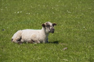 A sheep lies on the meadow by the dyke, Nordstrand, North Frisia, North Sea, Schleswig-Holstein,
