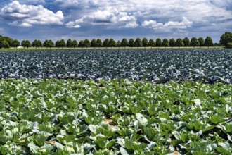 Agriculture, fields, cabbage cultivation, red cabbage and white cabbage, near Kempen on the Lower