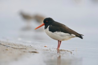 Oystercatcher (Haematopus ostralegus) resting in the Wadden Sea, on a sandy beach at the North Sea,