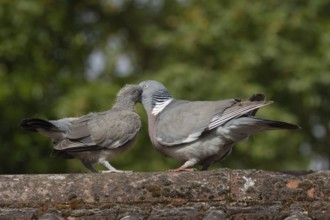 Wood pigeon (Columba palumbus) two birds with a juvenile squab bird being fed by an adult parent