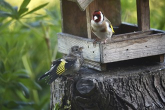Goldfinch, goldfinch, (Carduelis carduelis) feeds its chick, offspring at the birdhouse