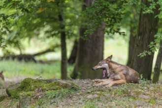 A gray wolf (Canis lupus lupus) resting on a small hill in the deep shade of the forest