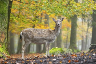 European fallow deer (dama dama) doe standing in a forest on a foggy day in autumn, Bavaria,