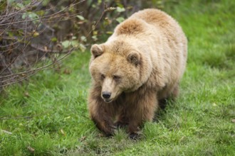 Eurasian Brown Bear (Ursus arctos arctos) walking on a meadow, Bavaria, Germany