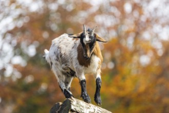 Domestic goat (Capra hircus) standing on a wood in autumn, Bavaria, Germany