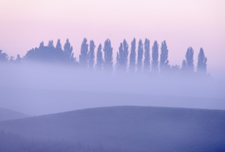 Landscape with deciduous trees at dawn and ground fog, Lower Rhine, North Rhine-Westphalia, Germany