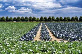 Agriculture, fields, cabbage cultivation, red cabbage and white cabbage, near Kempen on the Lower