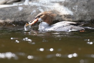 Common merganser (mergus merganser), Female catching a fish, La Mauricie national park. Province of