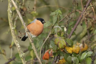 Eurasian bullfinch (Pyrrhula pyrrhula) adult male bird feeding on nettle seeds in a hedgerow in