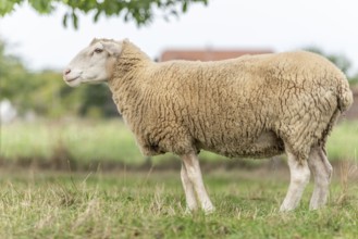 Het schaap staat op groen gras met gevallen appels. The roof is beige and white, with a white kale