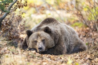 Eurasian Brown Bear (Ursus arctos arctos) lying in a forest, Bavaria, Germany