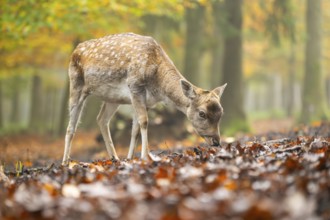 European fallow deer (dama dama) doe standing in a forest on a foggy day in autumn, Bavaria,