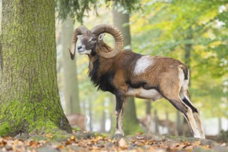 European mouflon (Ovis aries musimon) ram (male) standing in a forest in autumn, Bavaria, Germany