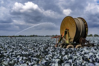 Agriculture, artificial irrigation of a field, irrigation system, cabbage cultivation, red cabbage,