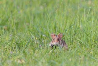 A European hamster (Cricetus cricetus) sits in a green meadow on a cloudy day