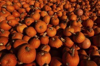 Pumpkin (Cucurbita), giant pumpkin, lots of pumpkins after the harvest, large pile of pumpkins