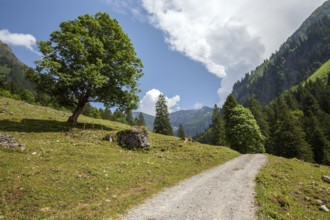 Hiking trail in the Dietersbach valley between Gerstruben and Dietersbachalpe, near Oberstdorf,