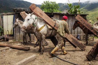 Draft horses and man, Man unloading a draft horse loaded with planks, Imbabura province, Ecuador,