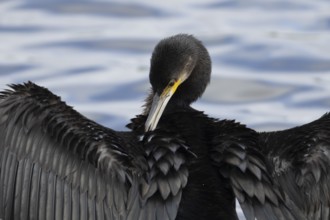 Great cormorant (Phalacrocorax carbo) adult bird drying its wings on a tree branch, Norfolk,