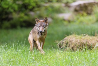 A gray wolf (Canis lupus lupus) crosses a a green meadow in a clearing on a cloudy day