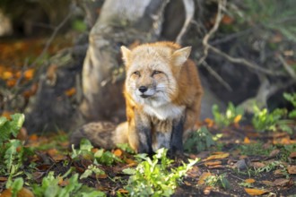 Red fox (Vulpes vulpes) sitting in a forest in autumn, Bavaria, Germany