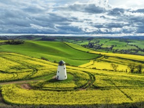 Rapeseed fields and Farms over Devon Windmill from a drone, Torquay, Devon, England, United Kingdom