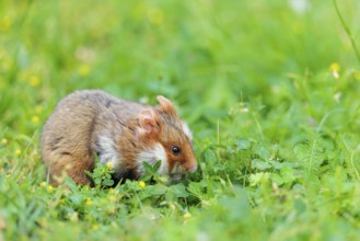 A European hamster (Cricetus cricetus) collects herbs, grass and daisies in a fresh green meadow