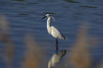 Little Egret (Egretta garzetta) Germany