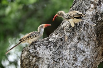 Mopanetoko (Tockus rufirostris), Southern Red-billed Hornbill, adult, pair, on tree, at breeding