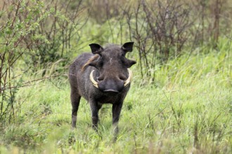 Warthog (Phacochoerus africanus), adult, male, foraging, alert, Kruger, Kruger National Park, South
