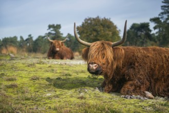 Rustic fellows... Highland cattle (Bos primigenius taurus), rest during the day in a meadow, open