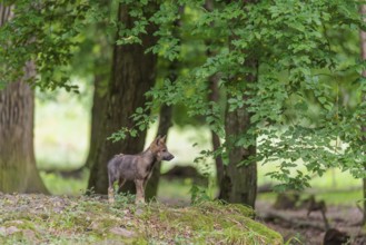 A gray wolf pup (Canis lupus lupus) stands on a small hill in the deep shade of the forest