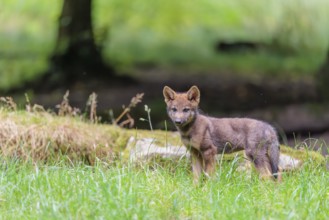 A gray wolf pup (Canis lupus lupus) stands on a small hill at the edge of the forest and observes