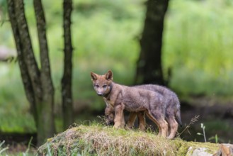 Two gray wolf pups (Canis lupus lupus) stand on a rock on a small hill at the edge of the forest
