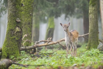 European fallow deer (dama dama) doe standing in a forest in autumn, Bavaria, Germany
