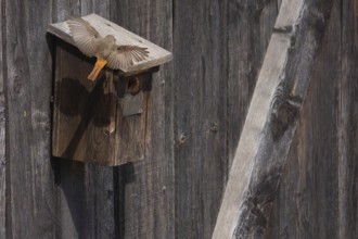A redstart (Phoenicurus phoenicurus) male lands on a birdhouse, animal photo, bird, bird species,