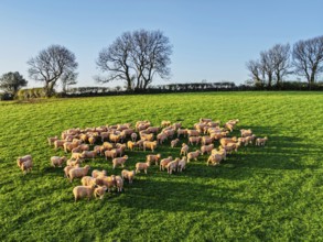 Flock of Sheep on Farms from a drone, Torquay, Devon, England, United Kingdom