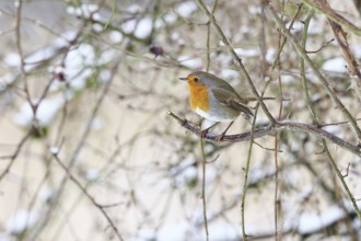 Robin (Erithacus rubecula), on a twig in the branches of a dog rose (Rosa canina), Wilnsdorf, North
