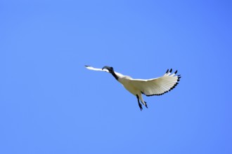 Pharaoh ibis (Threskiornis aethiopicus), adult, flying, Table Mountain National Park, Western Cape,