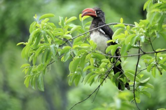 South African crowned hornbill (Lophoceros alboterminatus suahelicus), adult, on tree, alert,
