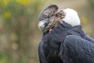 Andean condor (Vultur gryphus), Condor male perched on a rock, Close-up, Cotopaxi national park,