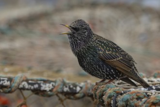 European starling (Sturnus vulgaris) adult bird singing from a harbour lobster pot, England, United