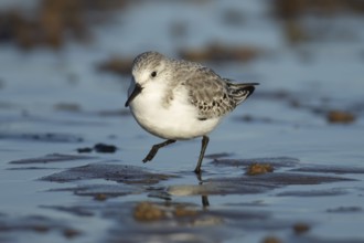 Sanderling (Calidris alba) adult bird in winter plumage on a beach, England, United Kingdom