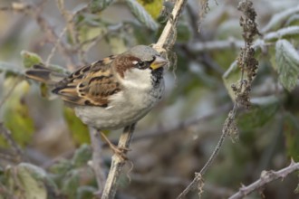 House sparrow (Passer domesticus) adult male bird in a hedgerow in winter, Norfolk, England, United