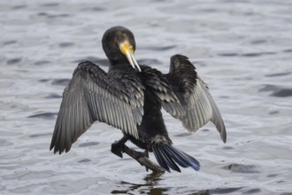 Great cormorant (Phalacrocorax carbo) adult bird drying its wings on a tree branch, Norfolk,