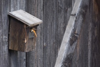 A redstart (Phoenicurus phoenicurus) female landing on a birdhouse, animal photo, bird, bird