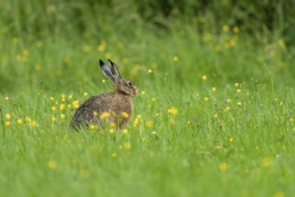 European hare (Lepus europaeus), Vulkaneifel, Rhineland-Palatinate, Germany