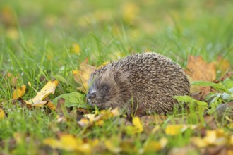 European hedgehog (Erinaceus europaeus) adult animal amongst fallen autumn leaves on a garden lawn,